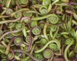 What Are The Benefits Of Fiddlehead Ferns